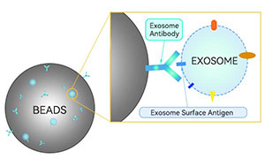 磁珠捕获法 磁珠捕获法